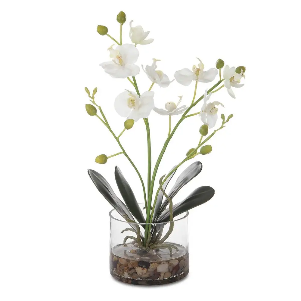 100ed6a1f6d89a817bec9052167b9844 Glory Orchid, White - Image 1