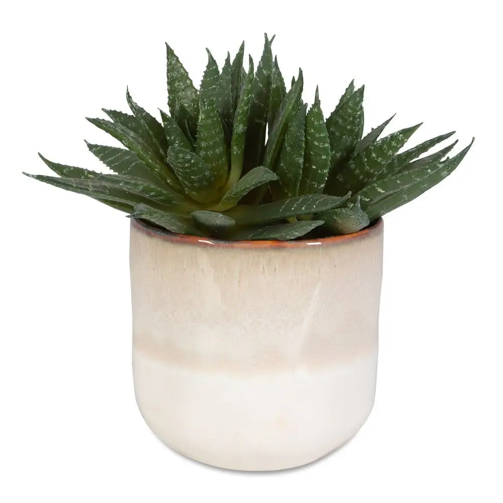 110fe95995fcb1c69659531a93612a2e Doha Succulent Accent - Image 1