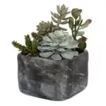 Alverio Succulents