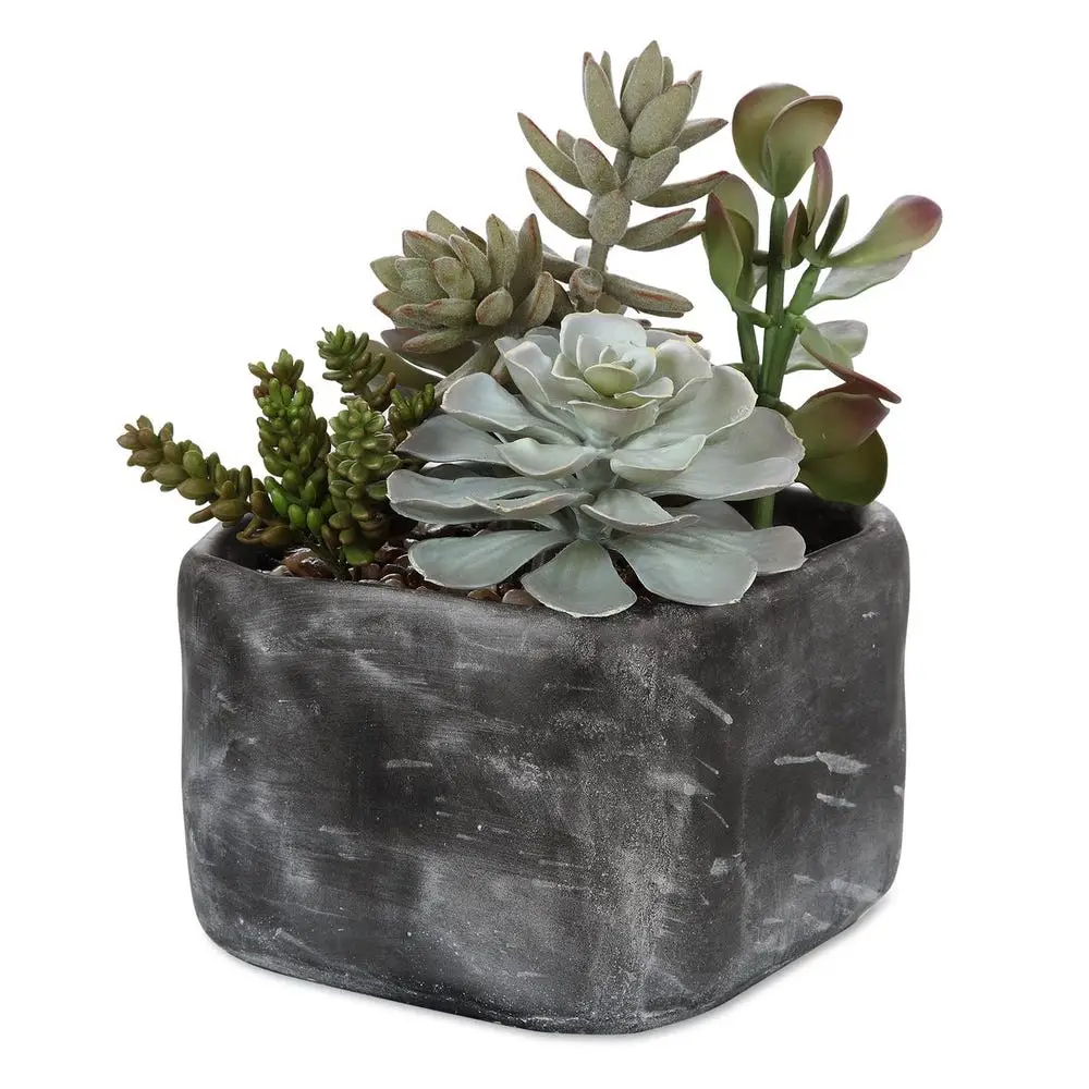 3404bcfc2b94ff566c4995b39ab44d4b Alverio Succulents - Image 1