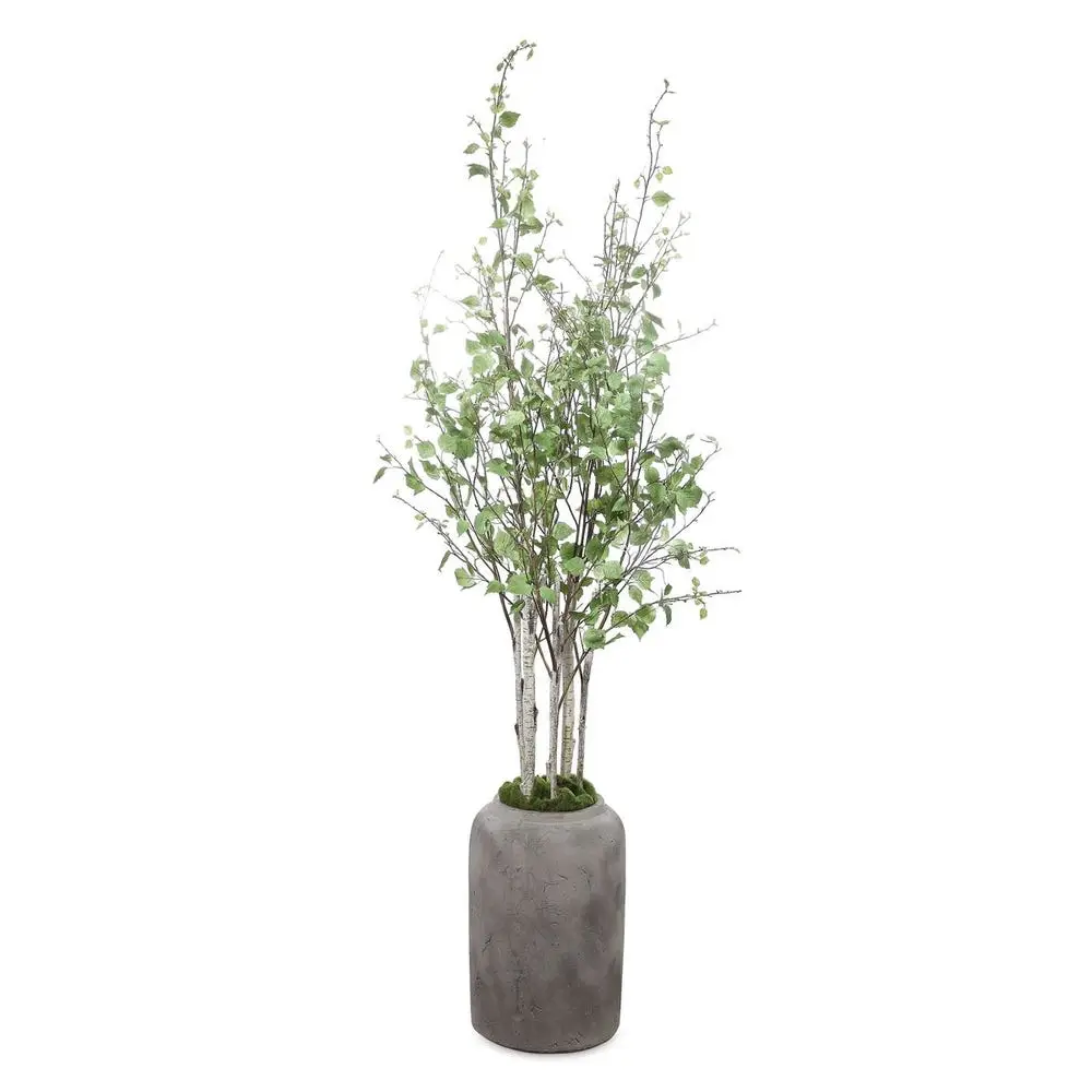 b255feacbca90235c50a39ce6a32bdce Aldis Potted River Birch - Image 1