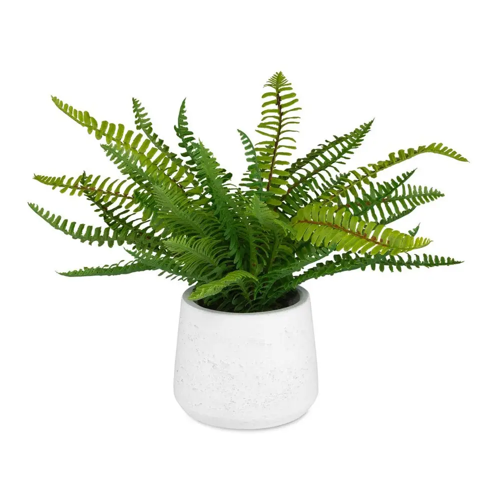 dc9e6b0511ee1b00abe91027e9ec600b Boston Fern Accent - Image 1