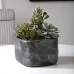 Alverio Succulents - Image 3