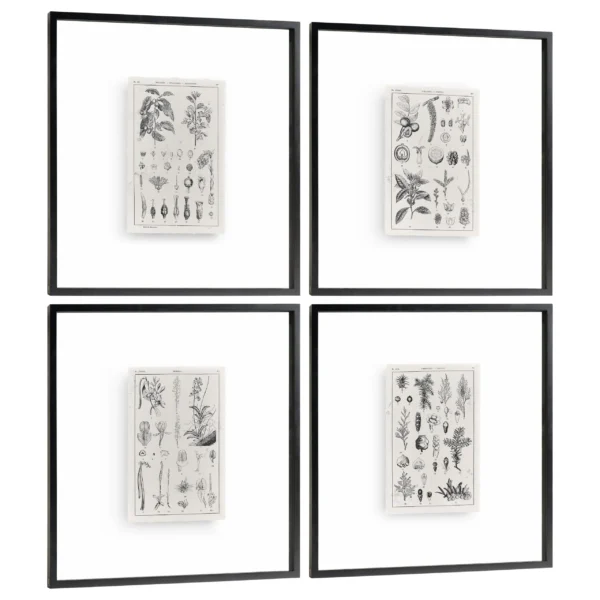 botanica: the art of knowledge set of 4