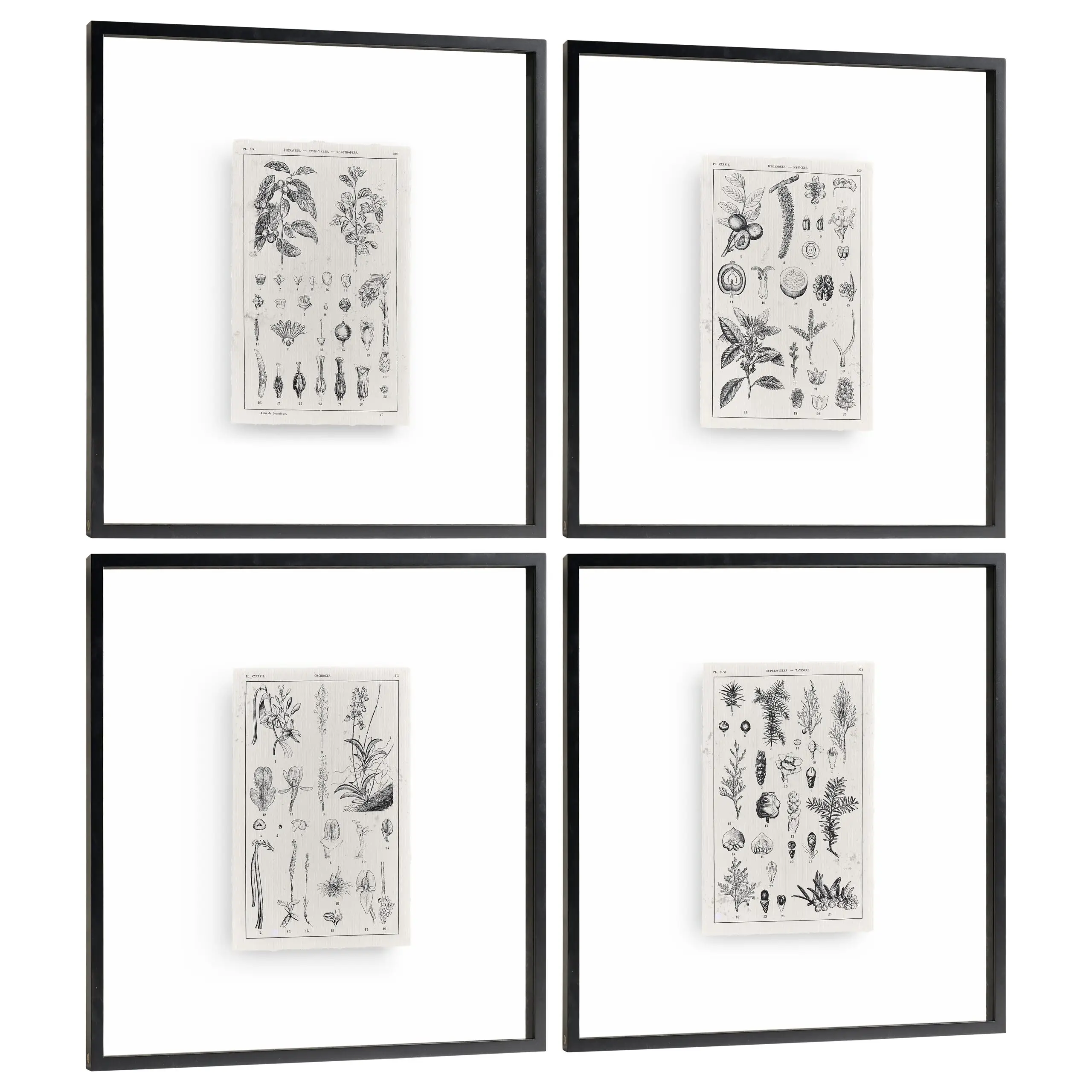 botanica: the art of knowledge set of 4 botanica: the art of knowledge set of 4