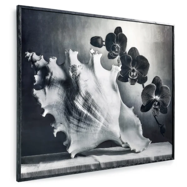 silver conch