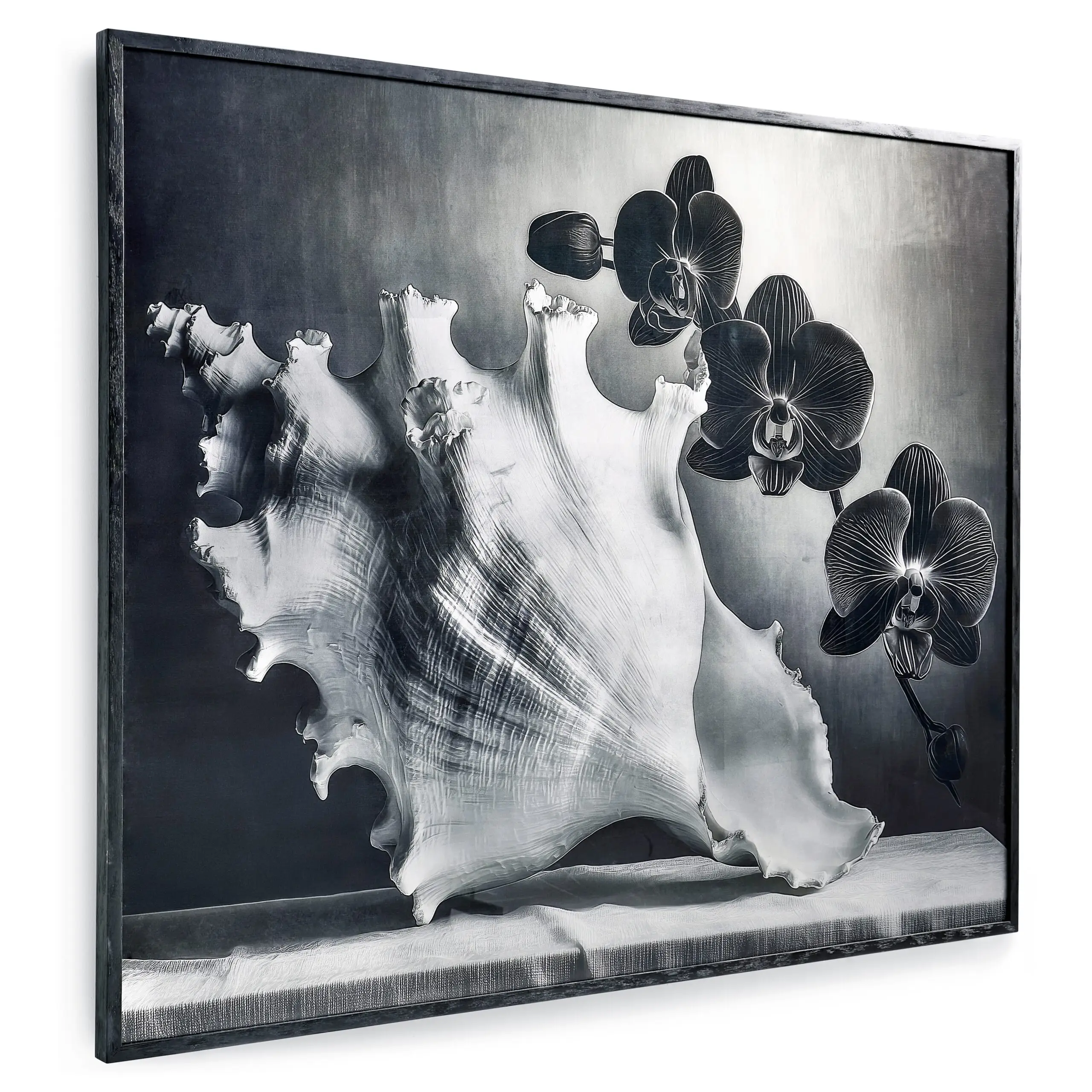 silver conch silver conch