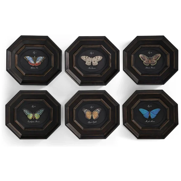 wings of discovery – set of 6