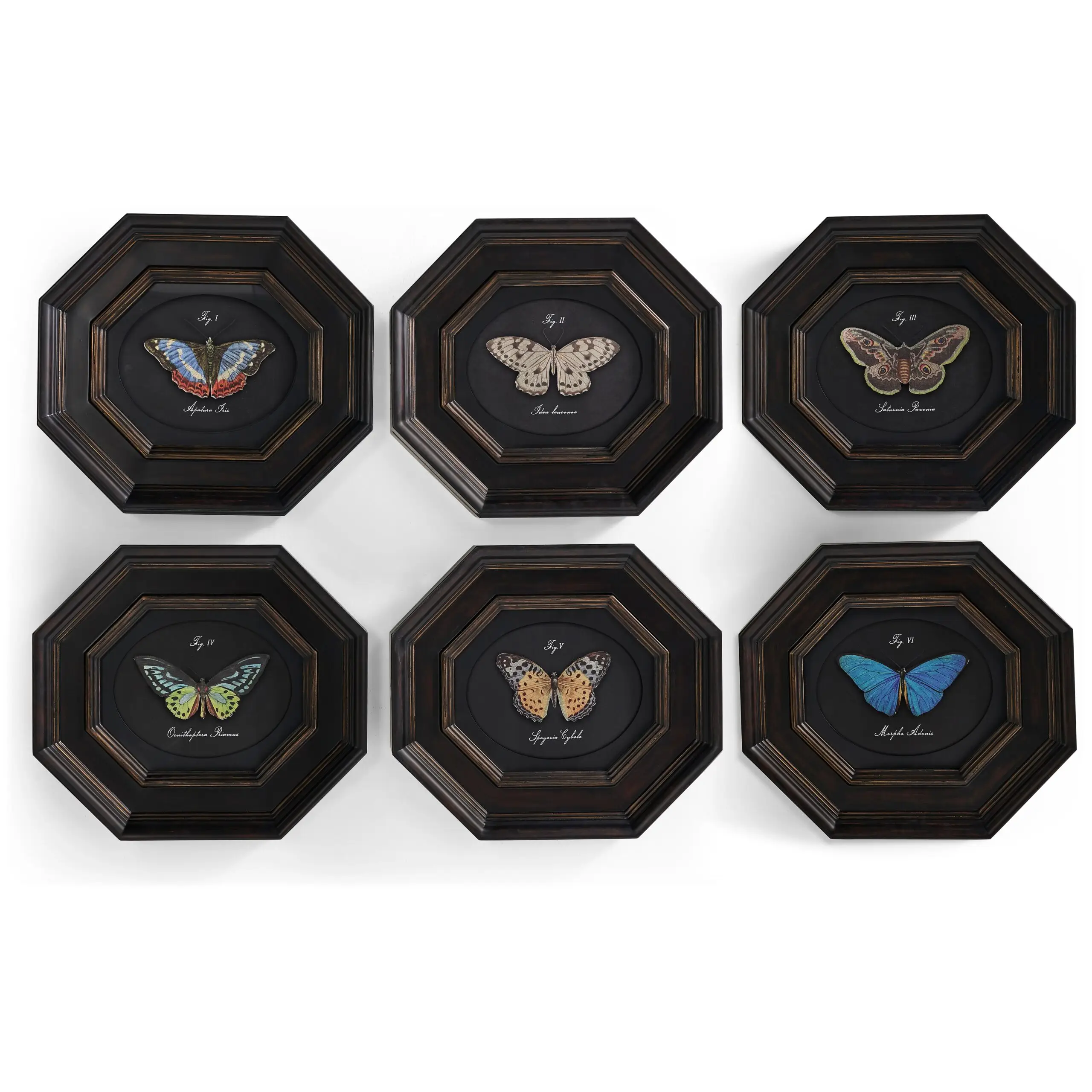 wings of discovery – set of 6 wings of discovery – set of 6