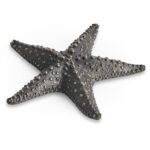 dark bronze starfish